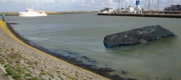 walvis
